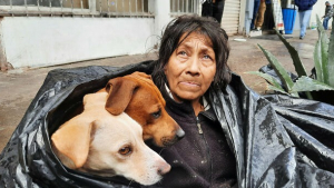 Illustration : Une femme sans-abri découverte avec ses 6 chiens dans un sac poubelle refuse d'aller dans un refuge si ses animaux ne sont pas acceptés