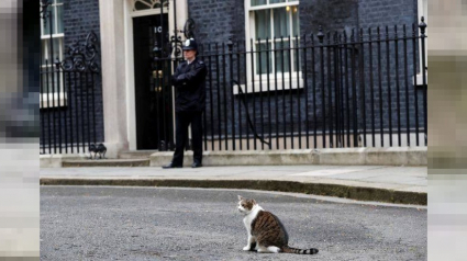 Illustration : Larry fête ses 10 ans en tant que chat chasseur de rongeurs à la résidence du Premier ministre britannique