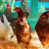 Illustration : Choisir un poulailler pour 4, 5 ou 6 poules