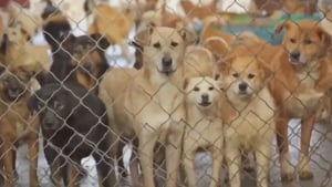 Illustration : Plus de 200 chiens sauvés du marché de la viande en Chine vont prendre l'avion pour rejoindre leurs nouvelles maisons aux Etats-Unis !