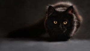 Illustration : 5 infos méconnues sur les chats noirs 