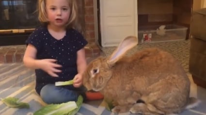 Illustration : Un lapin de compagnie gigantesque fait presque la même taille que sa soeur humaine de 3 ans !