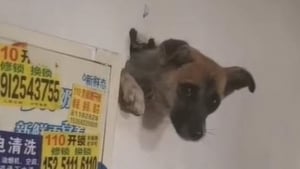 Illustration : Effrayé à cause des coups de pétards, un chien reste coincé dans un mur !