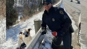 Illustration : Un policier utilise son sandwich pour tenter de sauver un chien errant en plein milieu du trafic