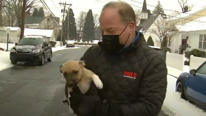 Illustration : Un envoyé spécial stoppe son direct pour un moment câlin et insolite avec un chiot qui accourt vers lui (vidéo)