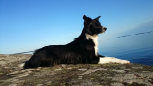 Illustration : Après une chute d'une falaise de 60 mètres, un chien est retrouvé vivant par les pompiers !