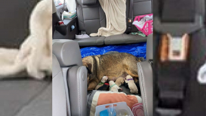 Illustration : Une famille d'accueil passe 12 heures dans la voiture pour permettre à une chienne errante de mettre bas loin de la tempête de neige