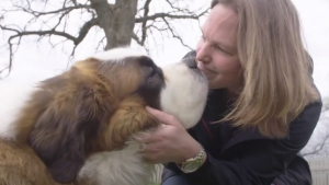 Illustration : Ce Saint-Bernard a passé sa vie dans un refuge démarre une nouvelle vie dans un foyer aimant (vidéo)