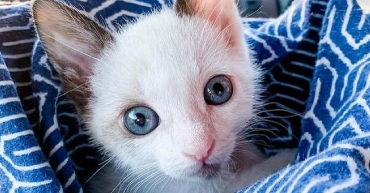 Ce Chaton Aux Grands Yeux Bleus Rejete A La Naissance A Ete Sauve Et Adopte