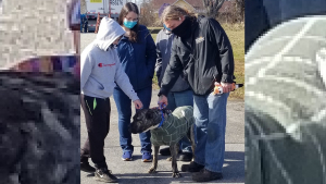 Illustration : Ethan, le chien retrouvé affamé sur un parking a rencontré la famille qui l'a sauvé !