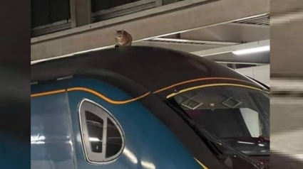 Illustration : Un chat repéré sur le toit d'un train à Londres et très proche des lignes à haute tension