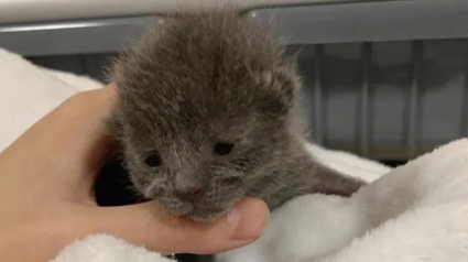 Illustration : Un chaton de 48 heures abandonné dans un pot de fleurs a tout tenté pour survivre