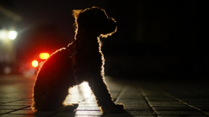 Illustration : Le chien d'une femme battue par son compagnon s'échappe et mène les gendarmes à son arrestation !