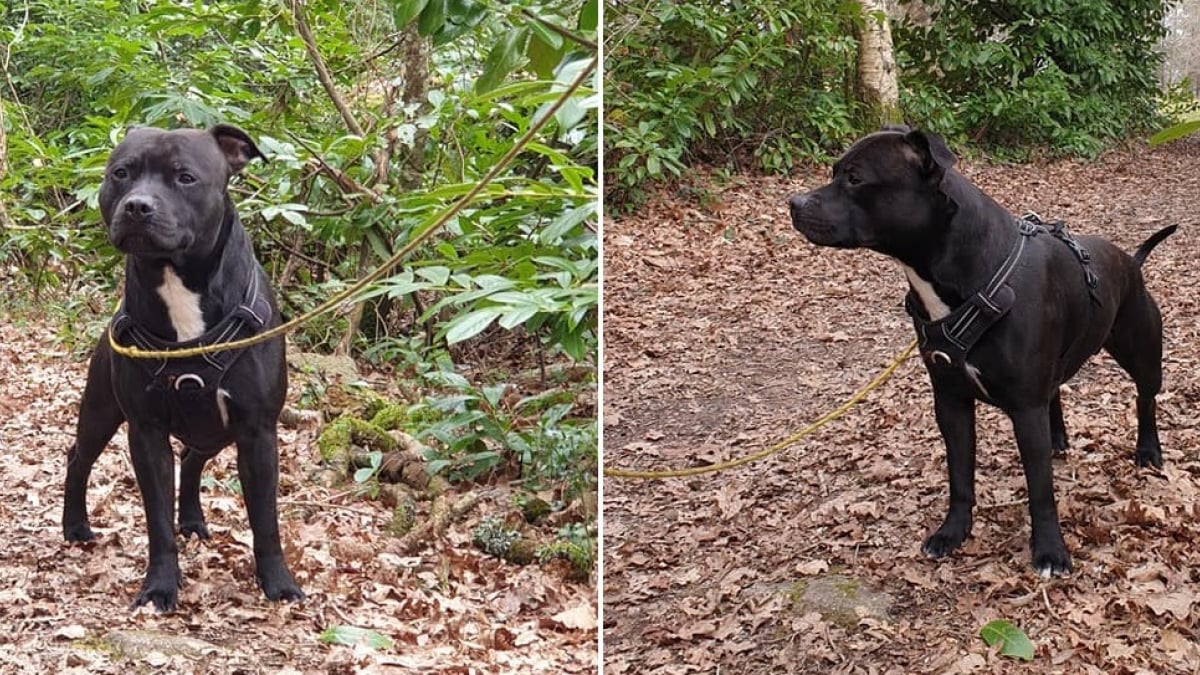 Illustration : "Désespéré, un couple promet 2 000 euros à ceux qui retrouveront leur Staffie volé"