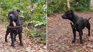 Illustration : Désespéré, un couple promet 2 000 euros à ceux qui retrouveront leur Staffie volé