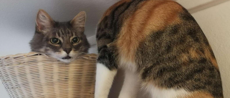 L Illusion D Optique D Un Chat Sans Cou Qui Interroge