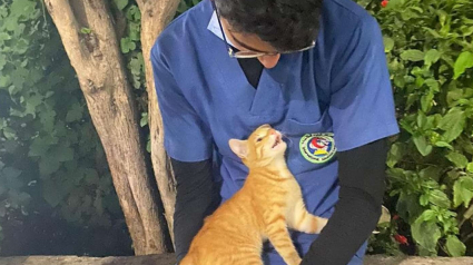 Illustration : Un chat errant réconforte un infirmier pendant sa pause, épuisé par la pandémie du Covid-19