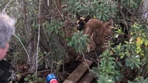 Illustration : Un chien accroché à une branche dans un marécage peuplé d'alligators attend désespérément de l'aide