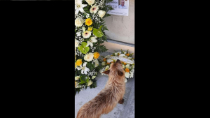 Illustration : Chaque jour, ce chien parcourt des kilomètres pour visiter la tombe de ce cimetière