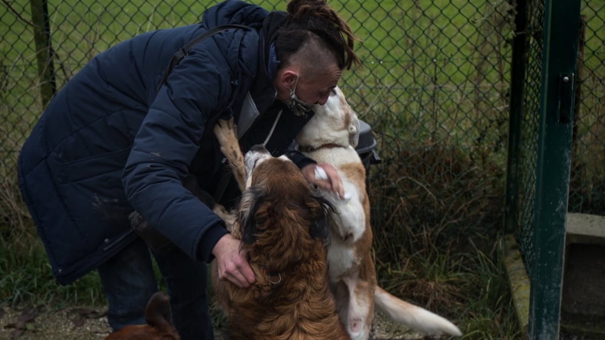 Illustration : "Des pensions pour chiens de sans-abris afin de faciliter l'hospitalisation de leurs maîtres"