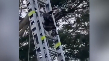 Illustration : Les pompiers déploient une échelle de 10 mètres pour un chat coincé dans un arbre. La réaction du félin est impensable !