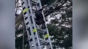 Illustration : Les pompiers déploient une échelle de 10 mètres pour un chat coincé dans un arbre. La réaction du félin est impensable !