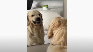 Illustration : Un Golden Retriever se prend pour Robert de Niro et s'entraîne devant le miroir à faire son regard méchant (vidéo)