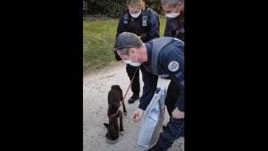 Illustration : Après dénonciation, la police intervient dans un studio de 20 m2 et découvre 13 chiens affamés