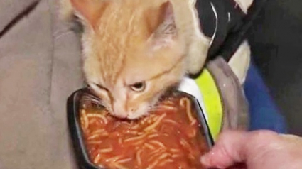 Illustration : Un chat coincé pendant une semaine sur un arbre s'échappe encore plus haut à l'arrivée des pompiers