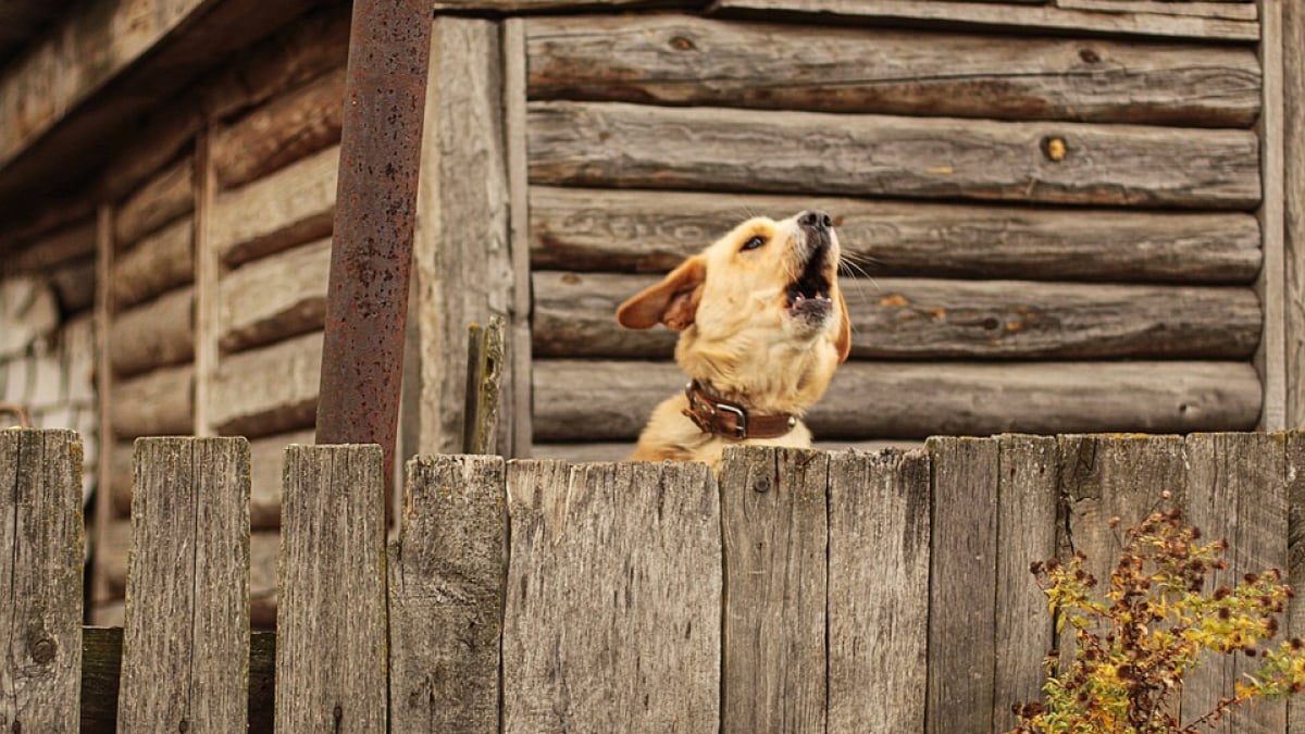 Illustration : "Les propriétaires d'un chien 