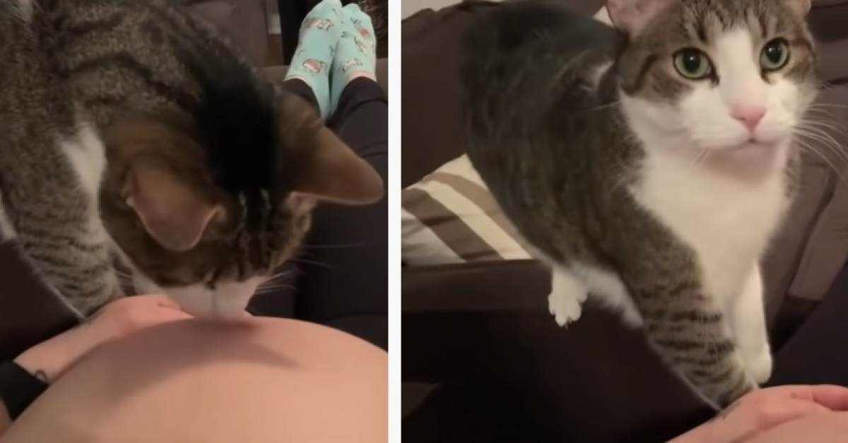 L Instant Touchant D Un Chat Qui Flaire Que Sa Proprietaire Est Enceinte Video