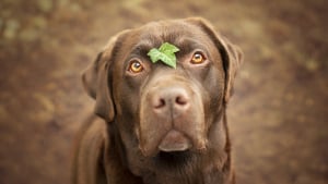 Illustration : Le Labrador, chien préféré aux Etats-Unis, talonné de près par une race bien de chez nous !