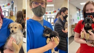 Illustration : Des étudiants accompagnés d'un chien de sauvetage ont sauvé 50 chiots d'une fin tragique