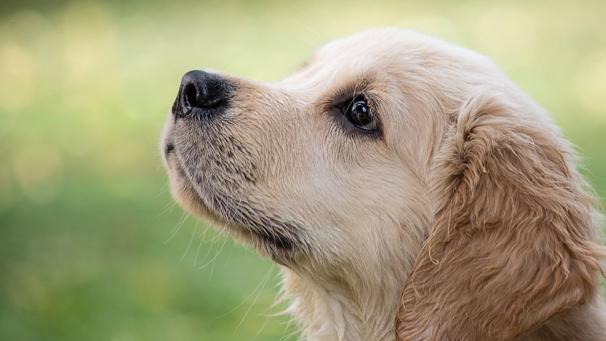 Illustration : "Un chien kidnappé à Montpellier. 2 jours plus tard, un Rennais appelle sa propriétaire et demande une rançon"