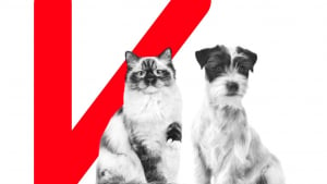 Illustration : Royal Canin innove avec Individualis : une solution de nutrition sur mesure pour vos animaux de compagnie