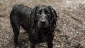 Illustration : Un chien découvert enlisé dans la vase devant la base des sous-marins à Lorient