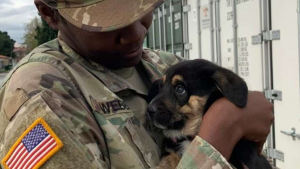 Illustration : Un militaire adopte un chiot lors de son déploiement et demande l'aide d'une association pour le rapatrier chez lui dans son pays