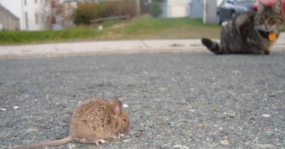 Un Rat Vole Le Traceur Gps D Un Chat Et Entraine Son Proprietaire Dans Une Course Poursuite Au Coeur Des Egouts