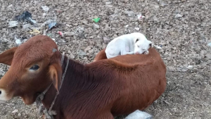 Illustration : Un chien épuisé voit une vache allongée et vient faire la sieste sur son dos