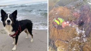 Illustration : Médusée, cette chienne observe avec impuissance la créature emportant sa balle préférée