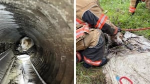 Illustration : Un chien sourd et malvoyant coincé dans un tuyau d’évacuation, les pompiers interviennent pendant 2 heures