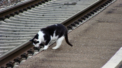 Illustration : Un chat saute dans un train et parcourt plusieurs kilomètres au grand dam de sa propriétaire