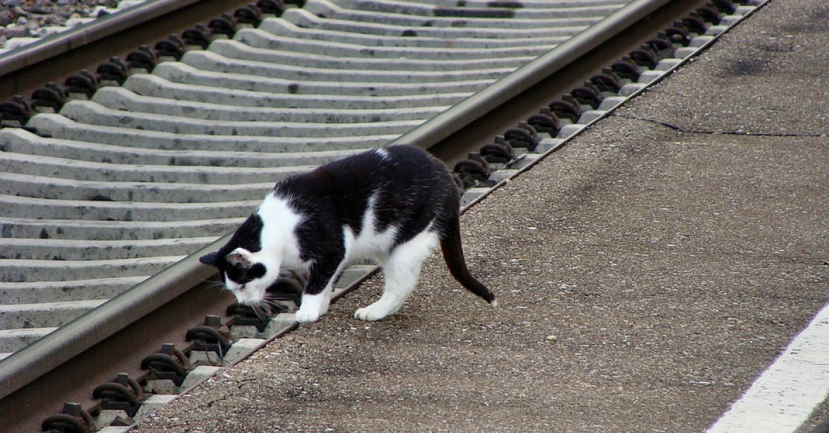 Un Chat Saute Dans Un Train Et Parcourt Plusieurs Kilometres Au Grand Dam De Sa Proprietaire