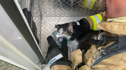 Illustration : Des pompiers interviennent pour extirper un chat d'une maison incendiée et qui ne pourra être sauvée