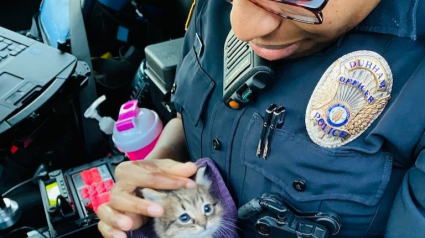 Illustration : Deux policiers en patrouille découvrent un chaton abandonné qui ne veut plus les quitter ! 