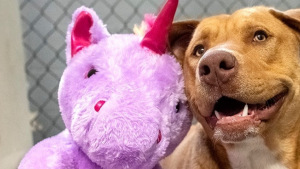 Illustration : Le chien errant tombé amoureux d'une licorne en peluche a été adopté