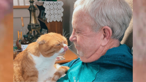 Illustration : Un chat ne quitte plus son grand-père depuis qu'il a découvert qu'il était atteint d'un cancer