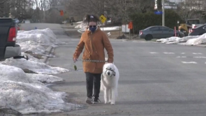 Illustration : Un chien stoppe la circulation lorsque sa propriétaire, touchée par une crise, s'effondre sur la route (vidéo)