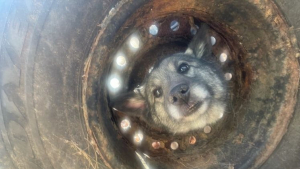 Illustration : Un chien coince sa tête dans un pneu, les pompiers interviennent