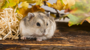 Illustration : "Un homme abandonne deux hamsters sur le bord de la route et leur laisse seulement quelques graines pour se nourrir"